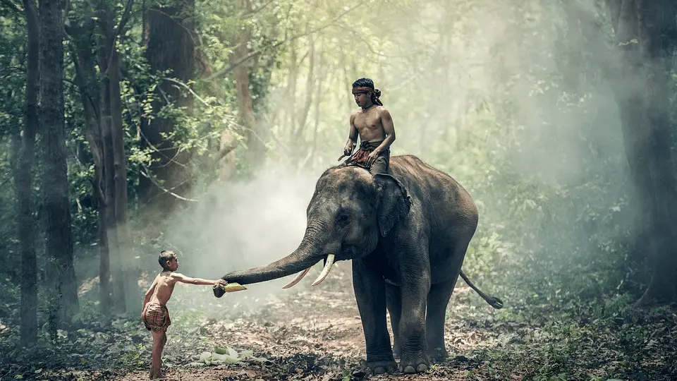 Cambodia's forest