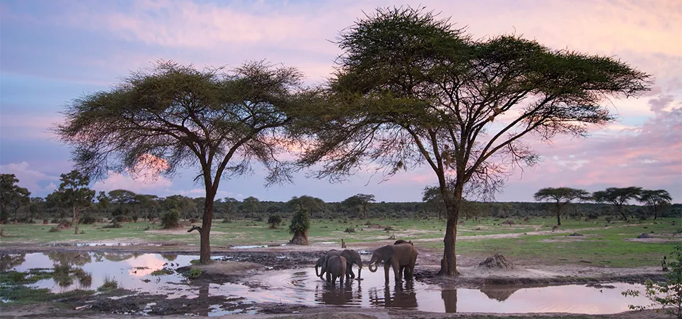 Elephants at a watering hole in Hwange National Park, Zimbabwe