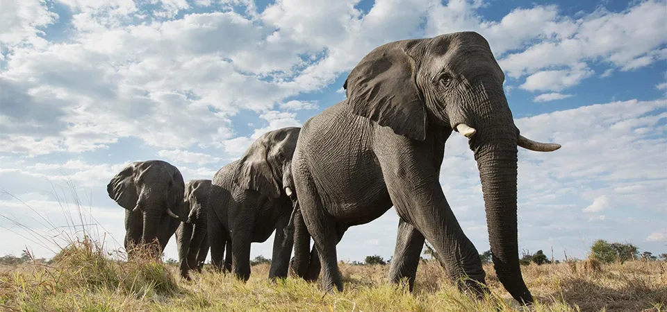 Staying safe near wildlife in Zimbabwe