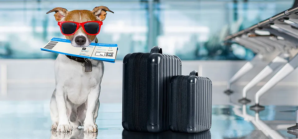Turkish Airlines Travelling with Pets Rules