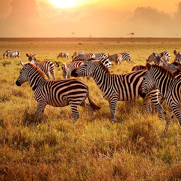 Uganda